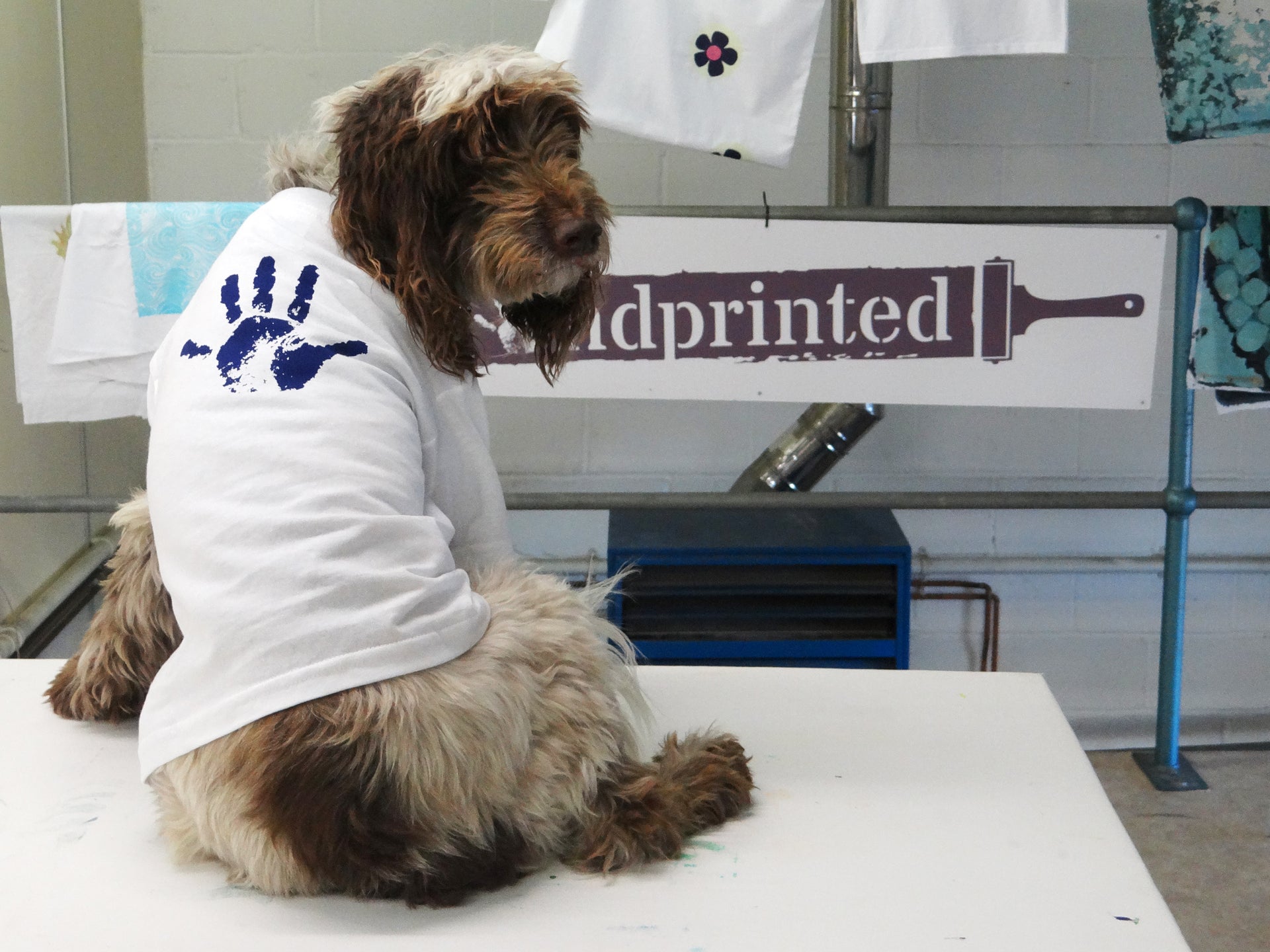 Fletcher – Handprinted’s Screen Printing Dog!
