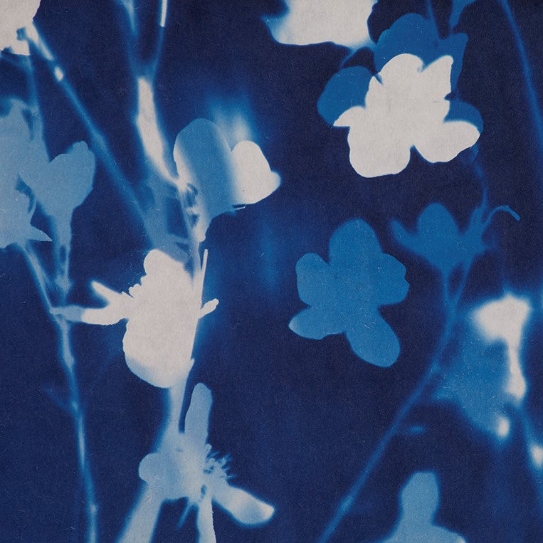 Cyanotype with Angela Chalmers - 2 day course - Sat 12th & Sun 13th or Mon 14th & Tues 15th July 2025