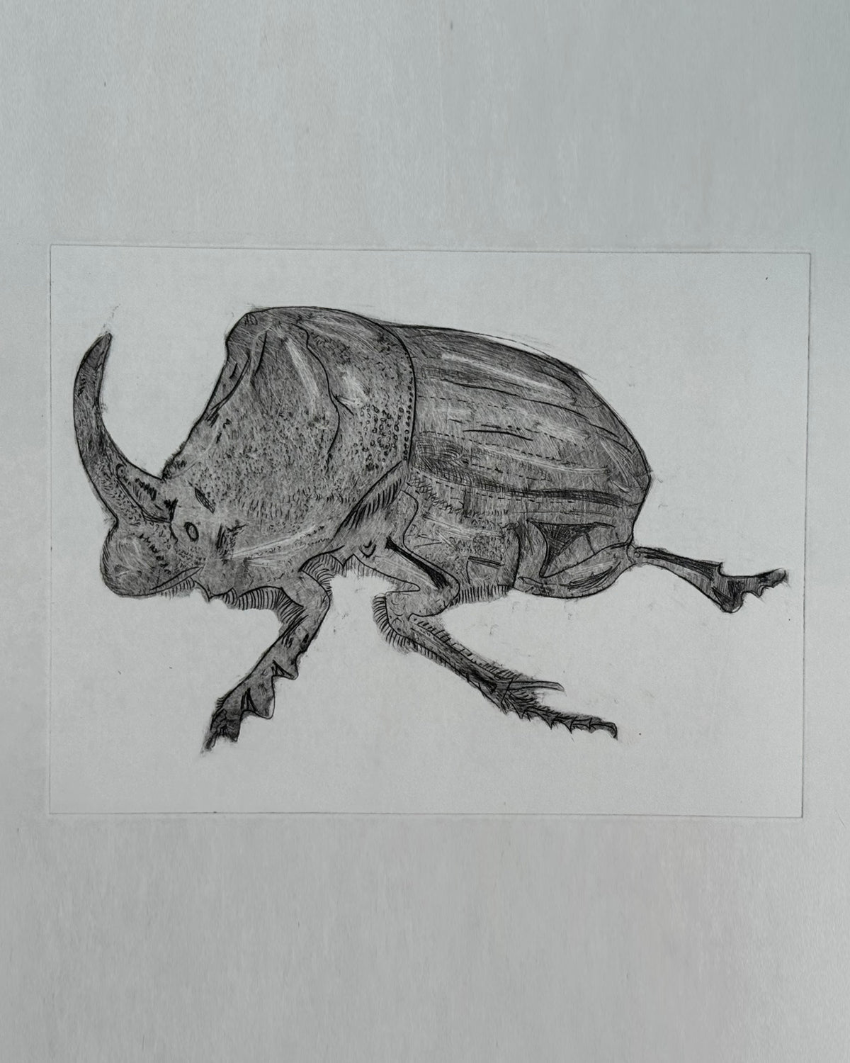 Fab Friday - Drypoint Pet Portrait- 4th Dec 2026