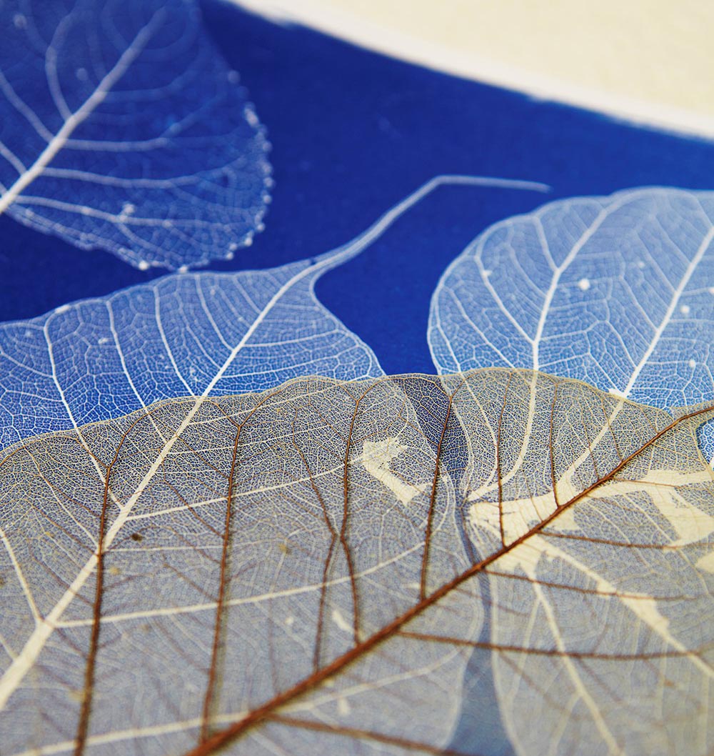 Cyanotype with Angela Chalmers - 2 day course - Sat 12th & Sun 13th or Mon 14th & Tues 15th July 2025