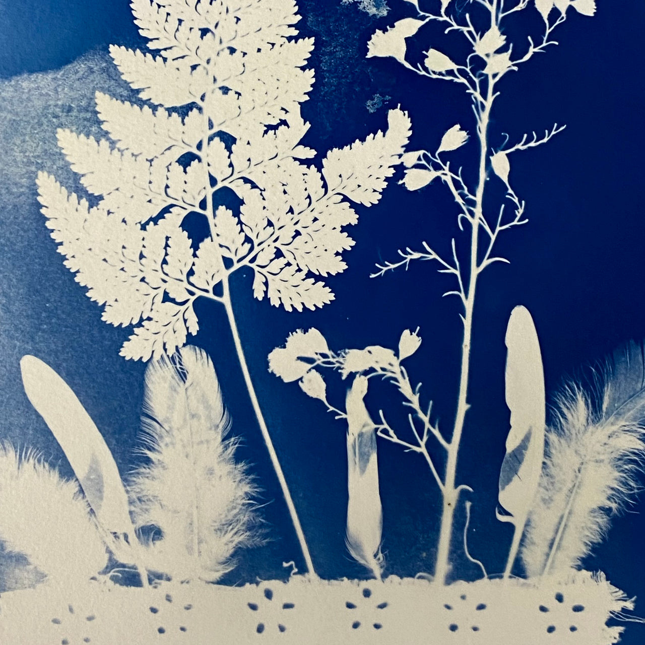 Fab Friday - Cyanotype - 3rd October 2025