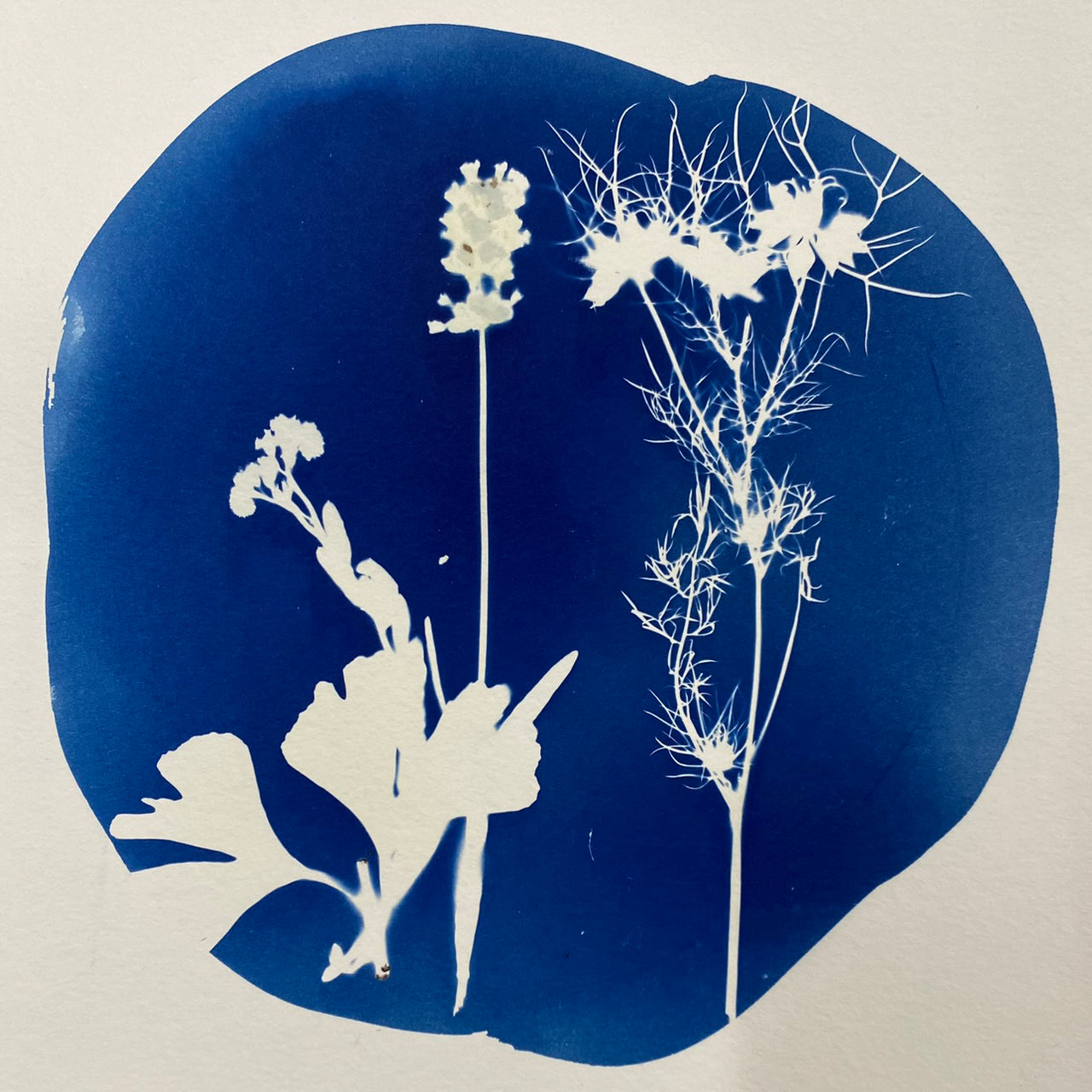 Fab Friday - Cyanotype - 3rd October 2025